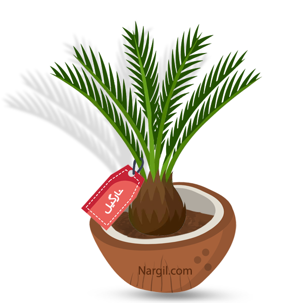  Nargil - Sago Palm